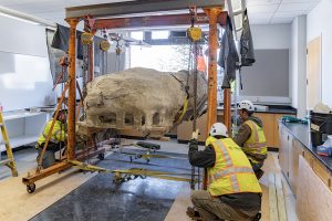 Winona State University – Dinosaur Fossils Move