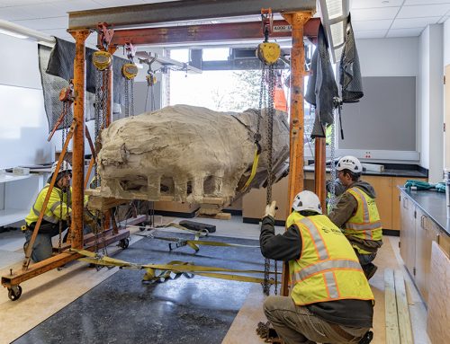 Winona State University – Dinosaur Fossils Move